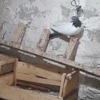 گوباش|پرنده|اردبیل, |دیوار