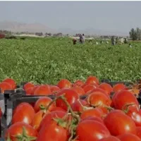 نیروی کار جوان جهت امور کشاورزی(همیاران سبز)|خدمات باغبانی و درختکاری|کرمانشاه, |دیوار