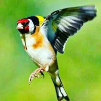 سهره چهار گل