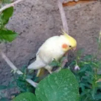 گمشده