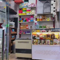 پرنده فروشی قفس عروس هلندی فنچ مرغ عشق|پرنده|مشهد, شهرک بهارستان|دیوار