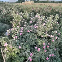 فروش گل محمدی