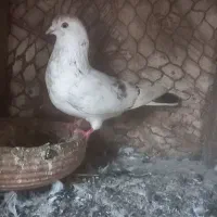 کبوتر ماده