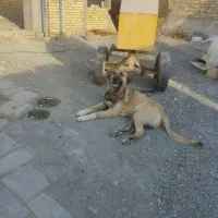 واگذاری سگ سرابی|سگ|خوی, |دیوار