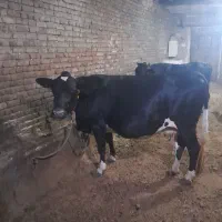 گاو آبستن سنگین