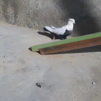 کبوتر سینه دمسیاه|پرنده|لالجین, |دیوار