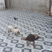 دو عدد غاز با یک‌ عدد بقلمون|حیوانات مزرعه|رامشیر, |دیوار