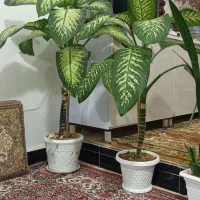 گل دیفن|گل و گیاه طبیعی|دهگلان, |دیوار