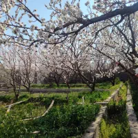 باغچه 500 متری
