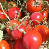 فروش گوجه گرد  رقم ۸۳۲۰ صادراتی