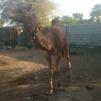 شتر نر|حیوانات مزرعه|میناب, |دیوار