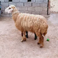 گوسفند وبره مطفل