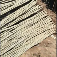 فروش نهال صنوبر و کبوده یک ساله و دوساله|خدمات باغبانی و درختکاری|اصفهان, شاهزاده ابراهیم|دیوار