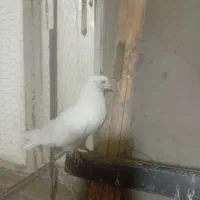 کبوتر مومن اباد