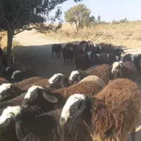 تعداد ۱۰۰رس بره ماده اصیل شال همه یک دست|حیوانات مزرعه|شال, |دیوار