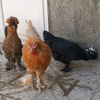 مرغ و خروس سلطان اصیل ، دان بوقلمون و جوجه و..|حیوانات مزرعه|کرمانشاه, |دیوار
