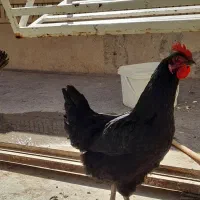 دوتا مرغ رسمی تخمگذار