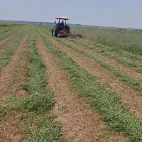 یونجه خشک چین سوم و چهارم