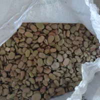 بذر باقلا درجه یک|عمده‌فروشی|شیراز, زرهی|دیوار