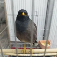 مرغ مینا دستی|حیوانات|اصفهان, شمس آباد|دیوار