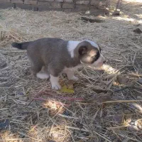 واگذاریسگآیندهدار|سگ|تربت جام, میان جام|دیوار