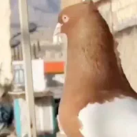 فروش مرغ دیلگونی، کبوتر، بوقلمون