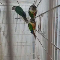 تعدادی گرینچیک نر بالغ