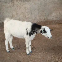 بز صلاله دورگ ابستن|حیوانات مزرعه|سعدآباد, |دیوار