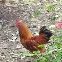 خروس محلی سالم