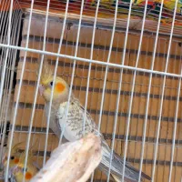 عروس هلندی وکبوترخانگی