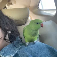 جوجه ملنگو اجتماعی و ناز تقریبا دو ماهه