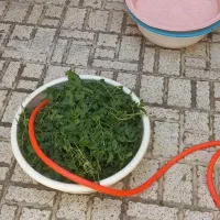 سبزی قرمه پیاز داغ سیرداغ|خوردنی و آشامیدنی|کرج, احدآباد|دیوار