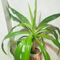 اشک ملکه طبیعی