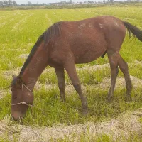 اسب ۲سال سواری|اسب و تجهیزات اسبسواری|چاف و چمخاله, |دیوار