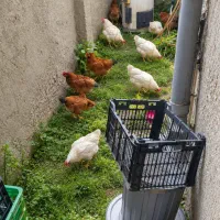 مرغ هلندی تخم گذار