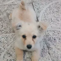 فروش واگذاری توله خانگی ۴ماهه