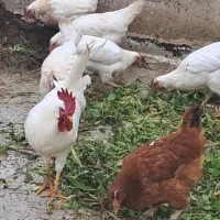 فروش مرغوخروس