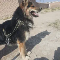 سگ نگهبان فوری