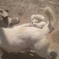 با ما تماس  بگیرید