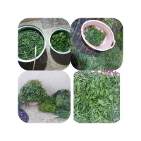 سبزیجات ارگانیک بانو