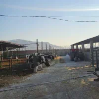 گاوداری صنعتی