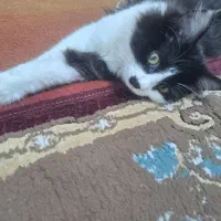 واگذاری گربه میکس نر