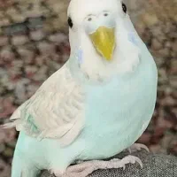 مرغ عشق