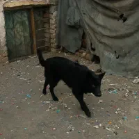 سگ ژرمن‌|سگ|کرمانشاه, |دیوار