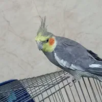 عروس هلندی نر