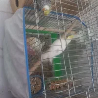 عروس هلندی با تخم