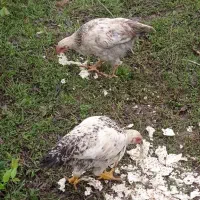 فروش نیمچه مرغ خروس پنج ماهه