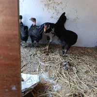 جوجه مرغ و خروس|حیوانات مزرعه|بندرعباس, |دیوار