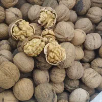 گردو درجه یک لرستان