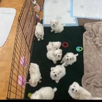 انواع واگذاری مینی پودل سایز ریز|سگ|شیراز, شهرک گلستان|دیوار